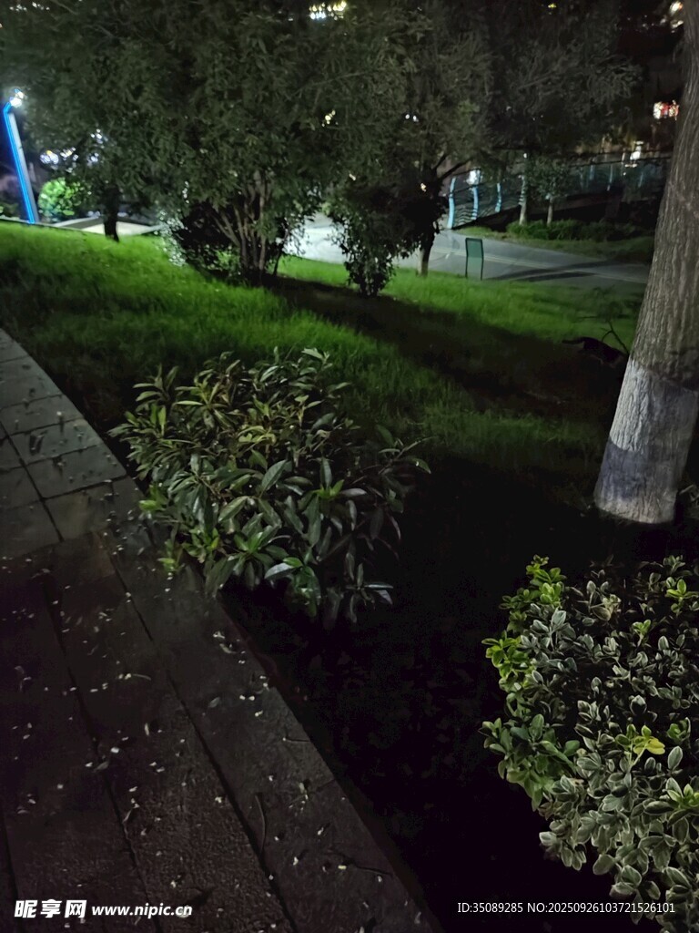 夜晚公园绿植景观