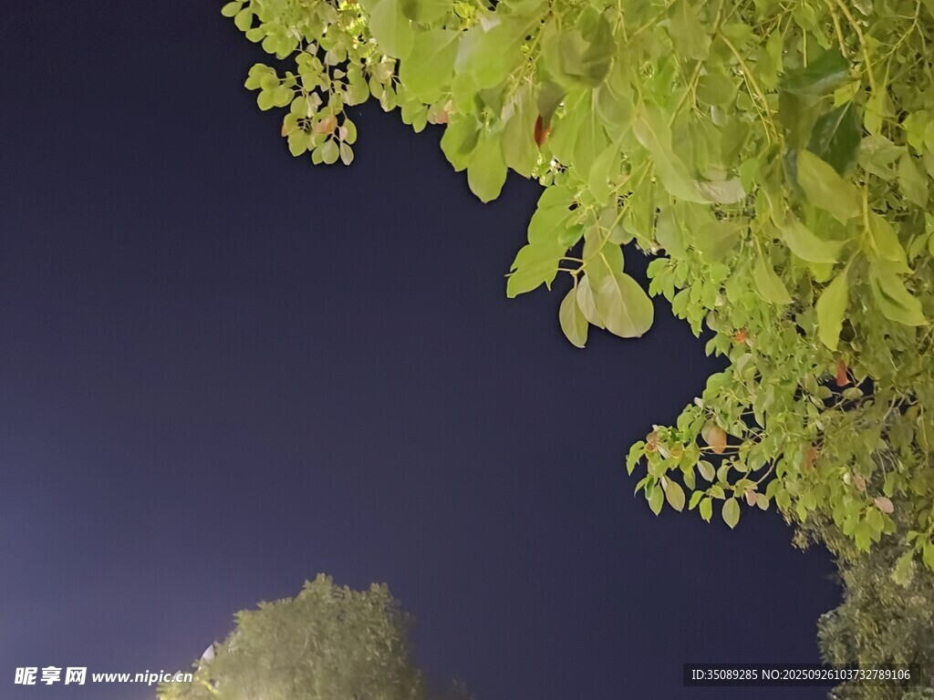 夜空下的葱郁树冠