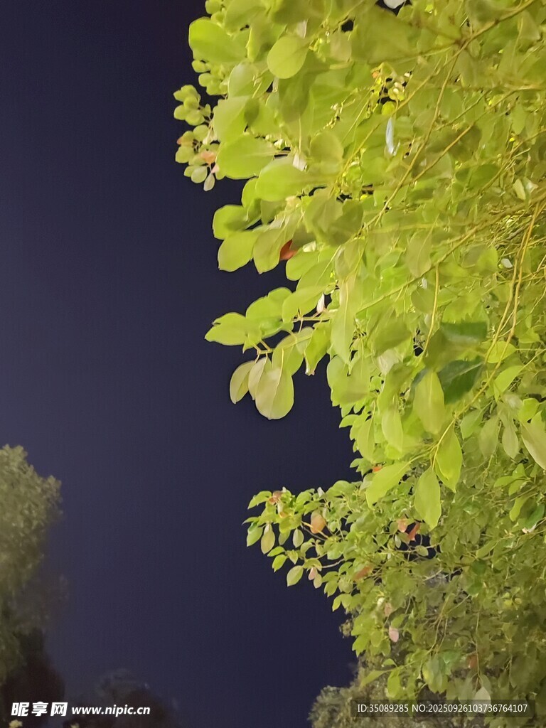 夜幕下的翠绿树叶