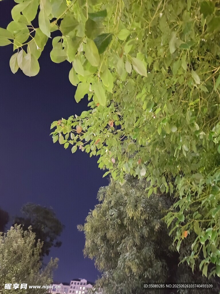 夜幕下的葱郁绿树