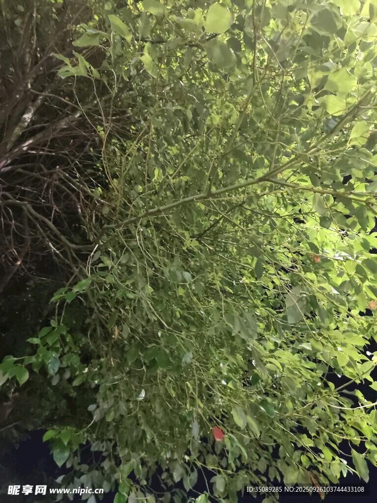 茂密绿植景观