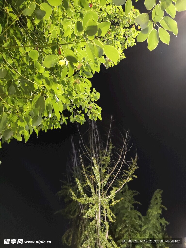 夜下绿植生机与静谧并存