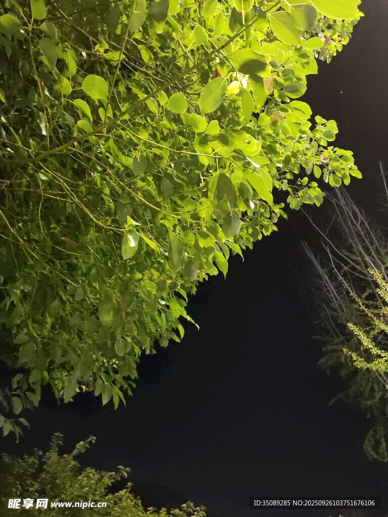 夜幕下的翠绿植物景观