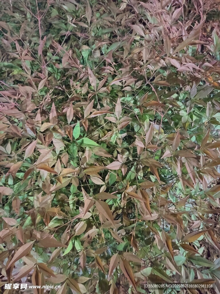 地面上的多彩植物叶片