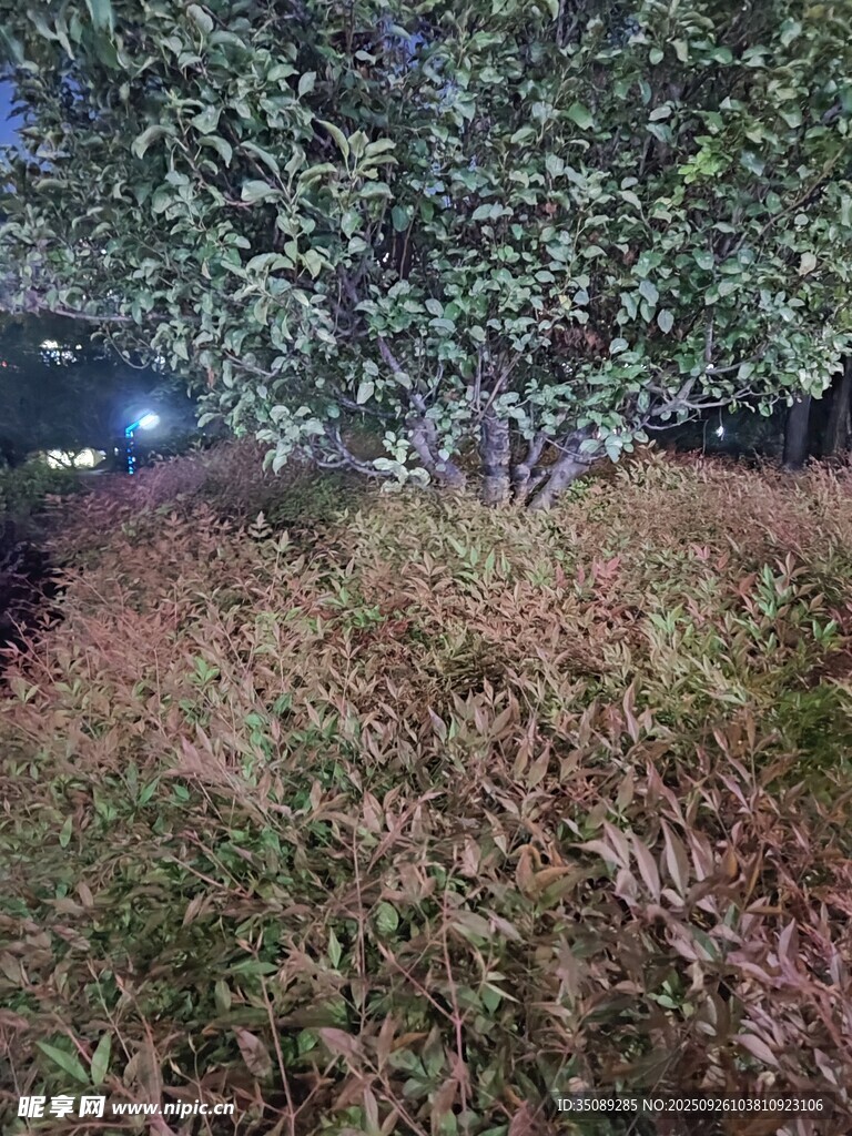 夜幕下的树木与草地