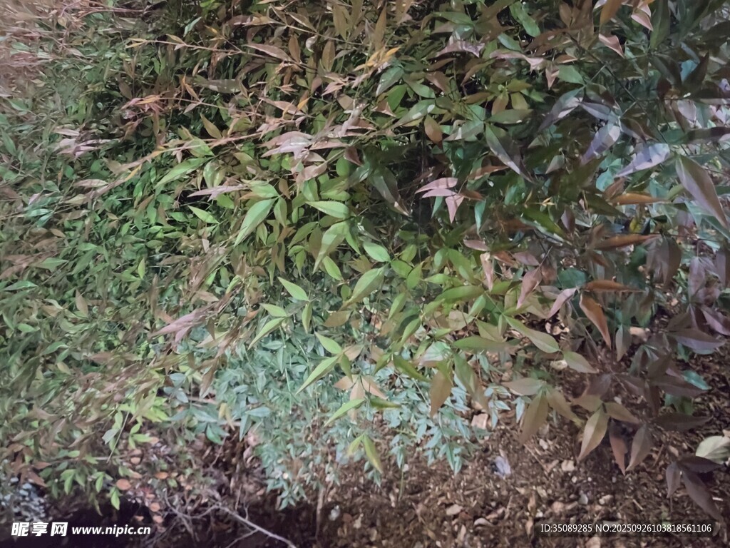 地面上的繁茂绿色植物