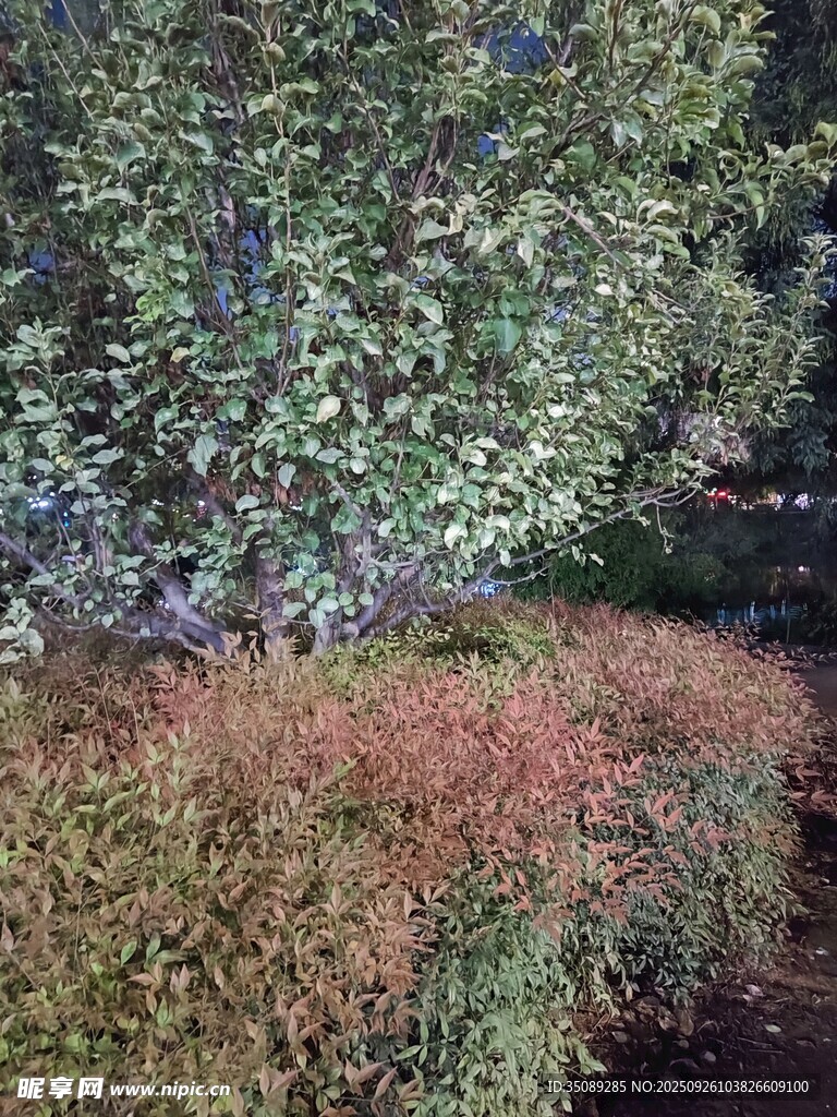 多彩植物景观