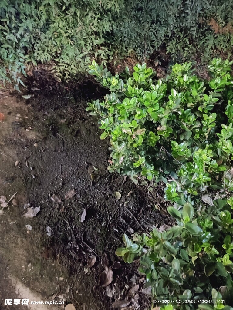 溪边绿植景观