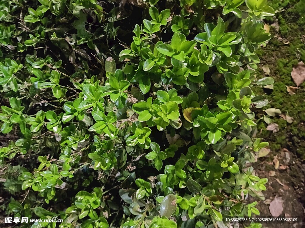 翠绿繁茂的丛生植物