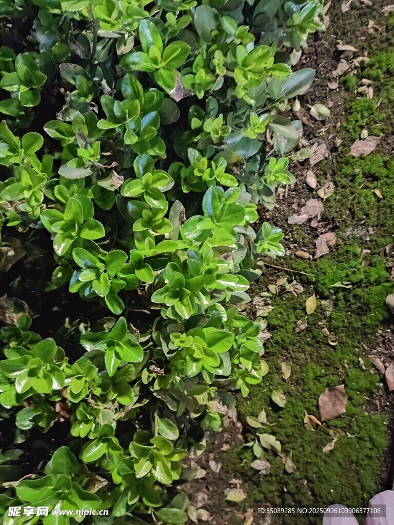 翠绿繁茂的地面绿植景观