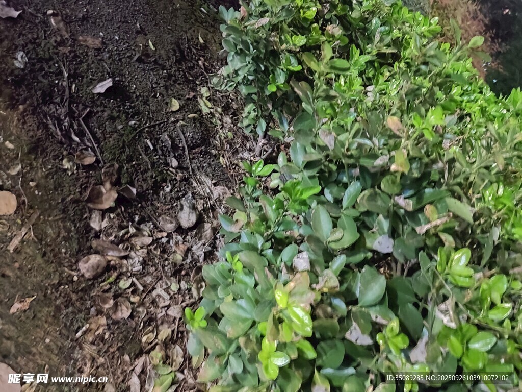 绿叶繁茂的地面植物景观