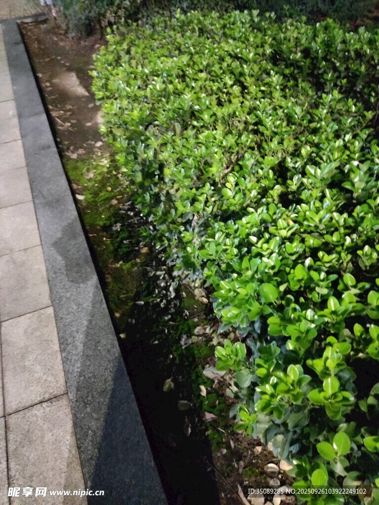 路边翠绿繁茂的低矮植物