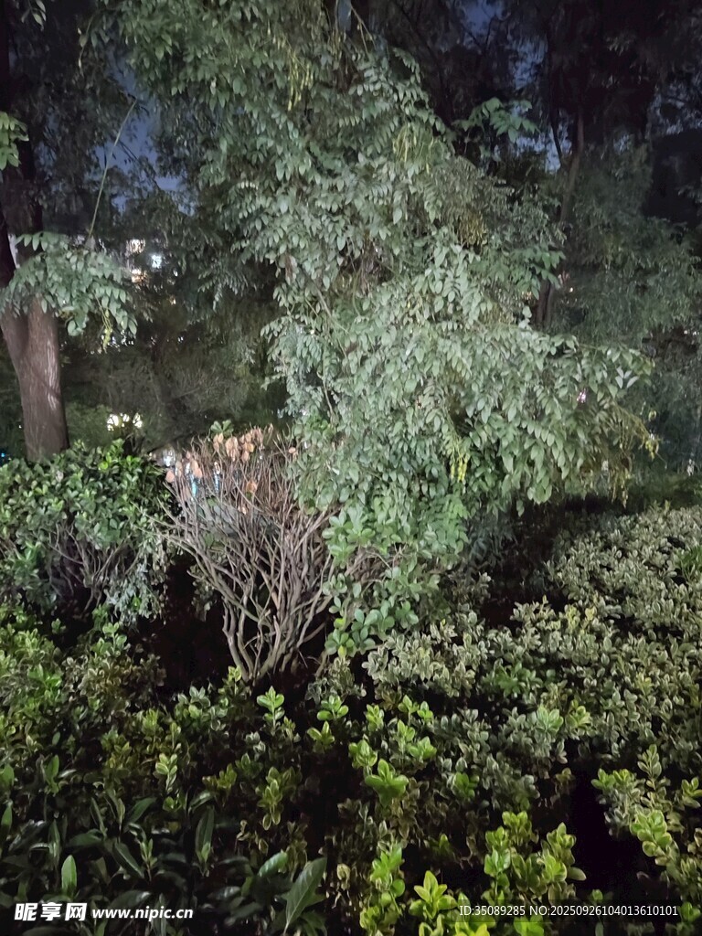 夜晚绿植景观