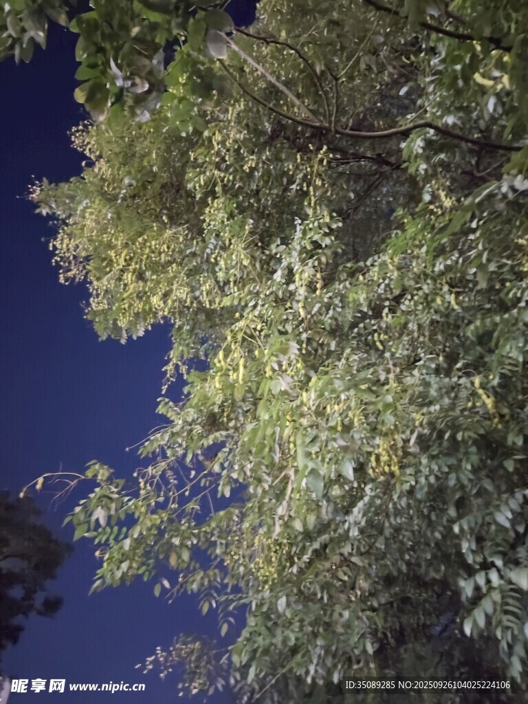 夜空下繁茂的绿树