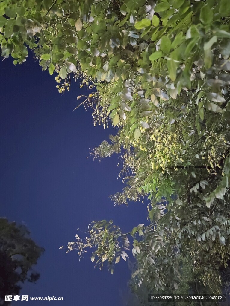 夜空下的繁茂绿植