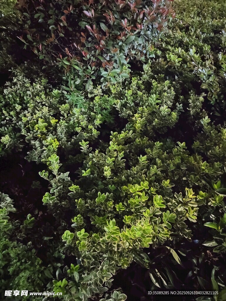 绿色植物景观