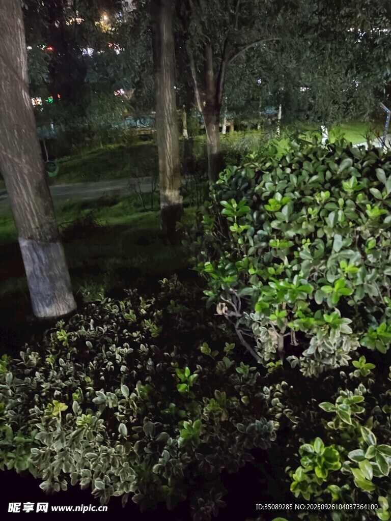 夜晚园林绿植景观