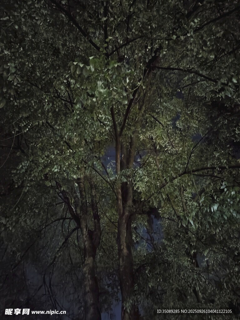 夜晚树林中的静谧景象
