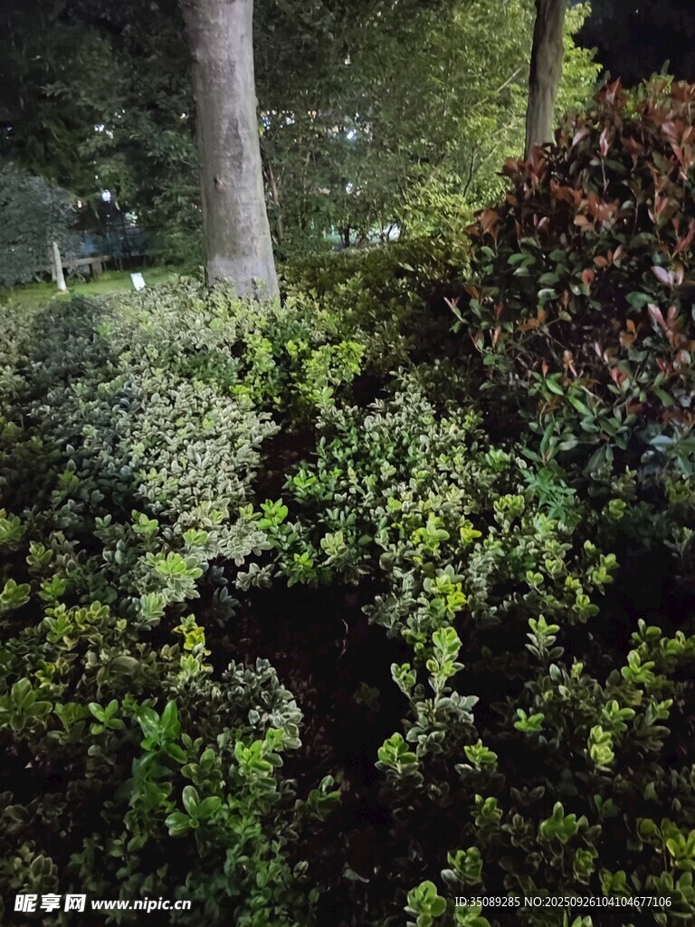 夜晚绿植景观