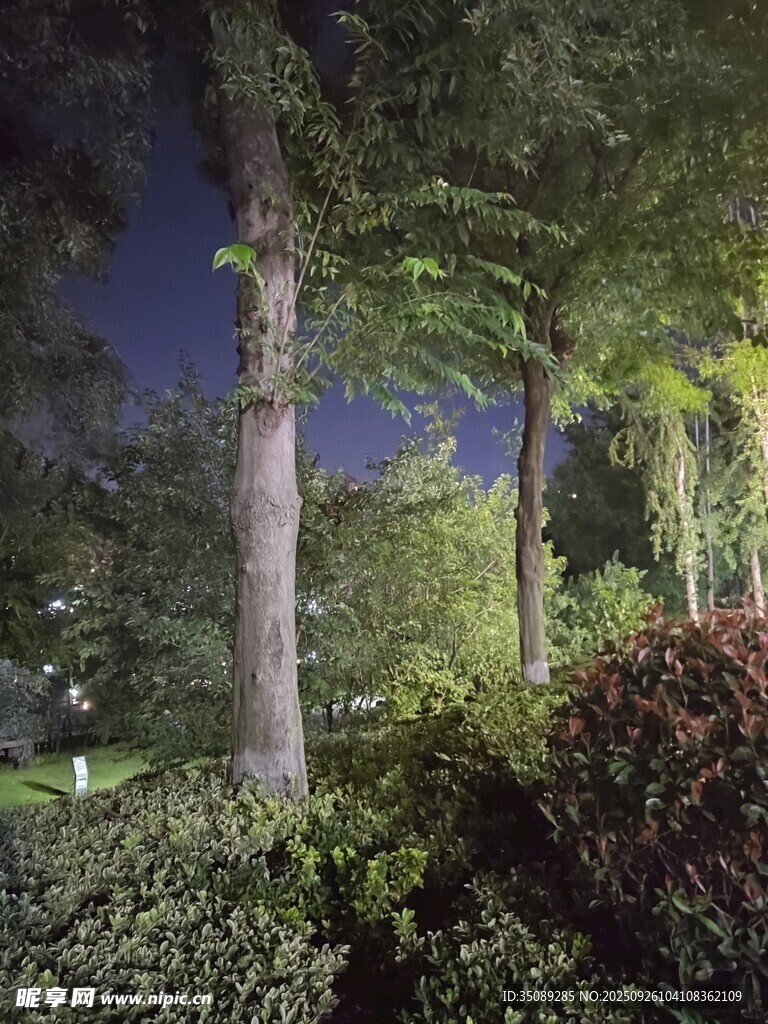夜晚园林树木景观