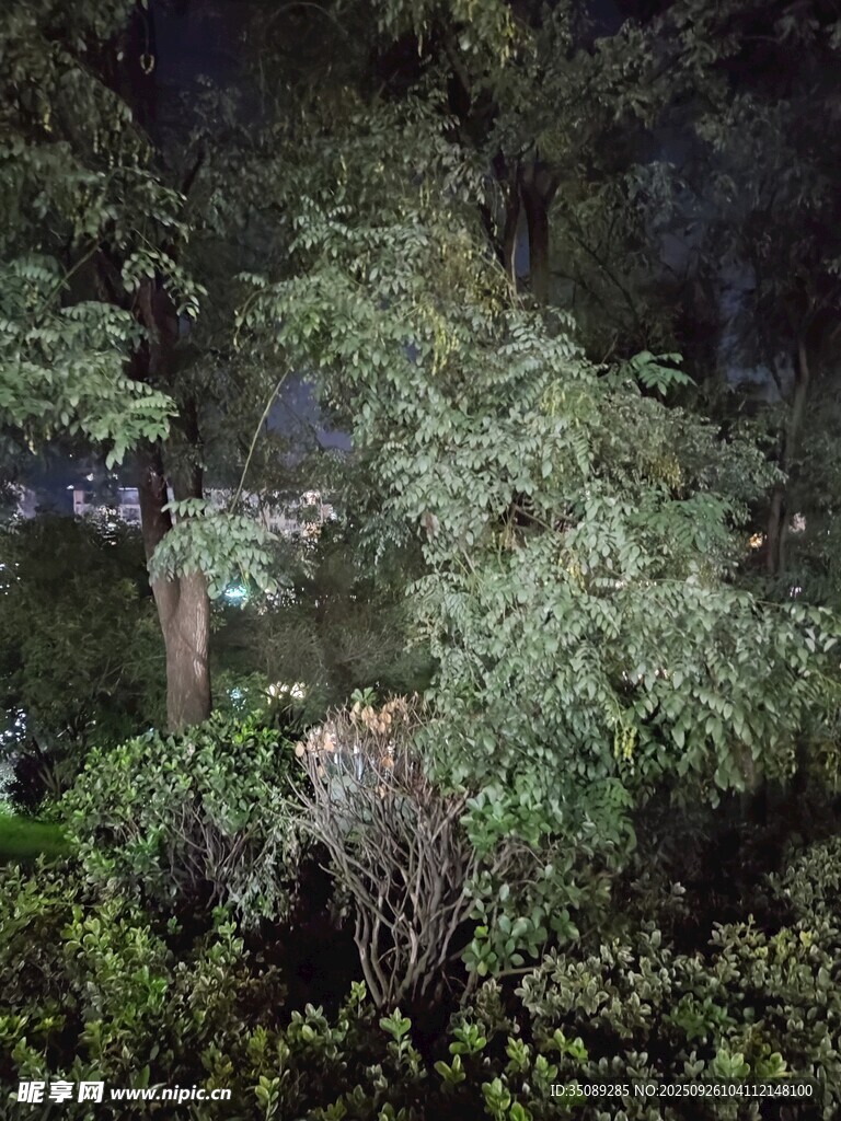 夜间繁茂绿植景观