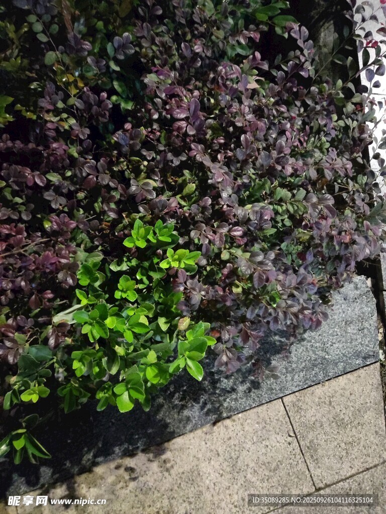 路边多彩绿植景观