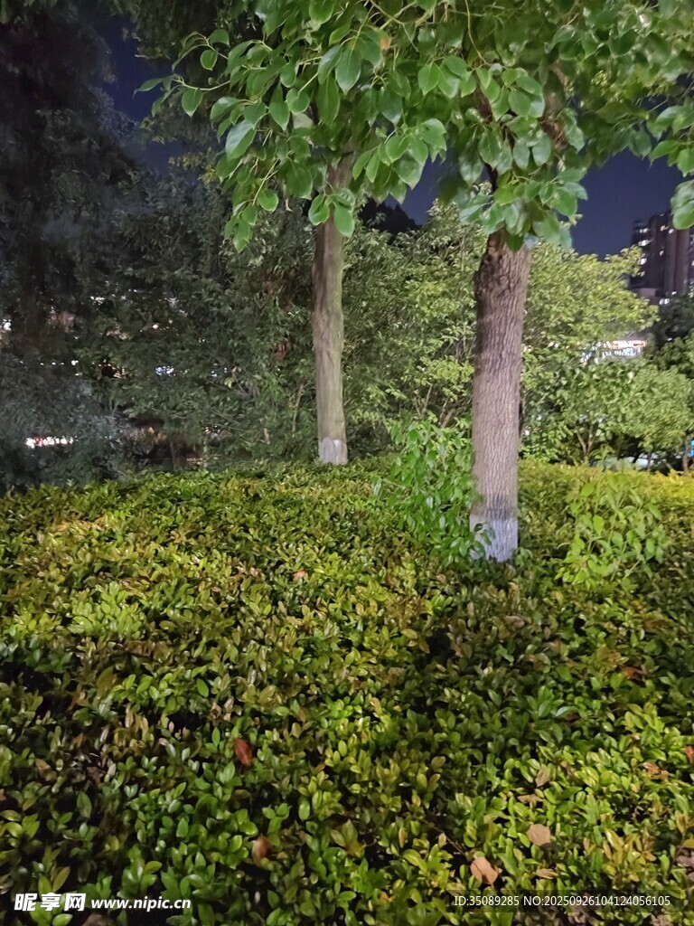 夜晚绿植景观