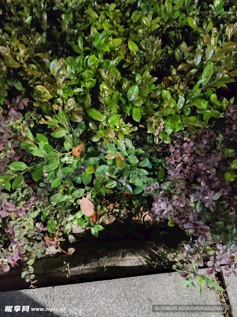 绿叶紫花植物景观