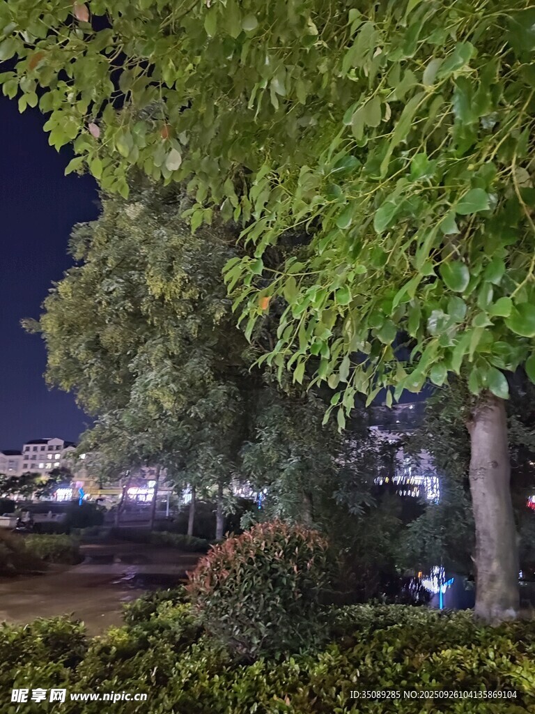夜晚树下的静谧景致