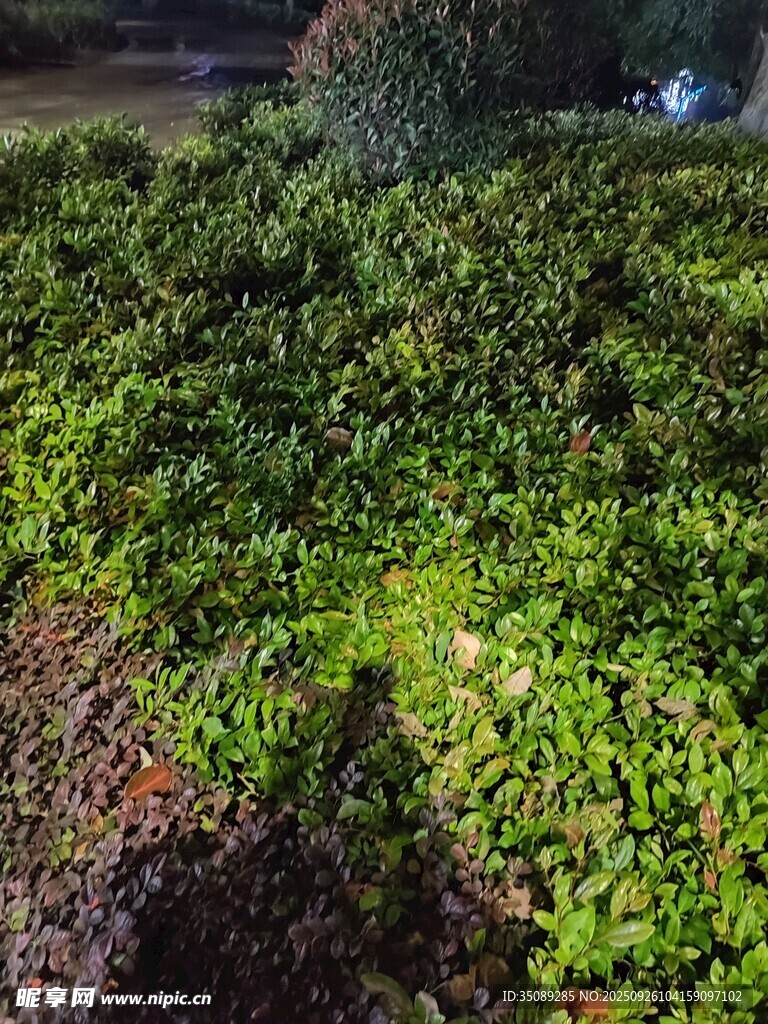 夜间绿植景观