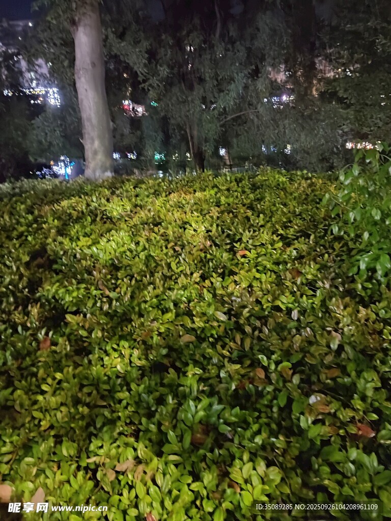 夜晚下的葱郁绿植