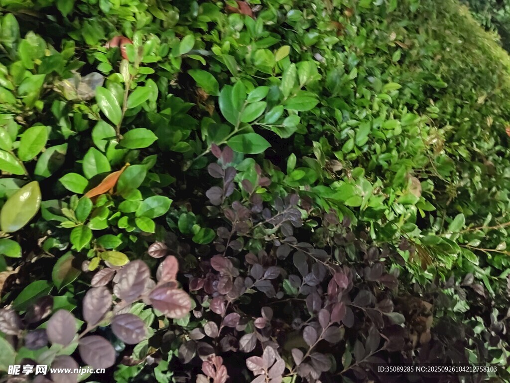 地面绿植与石块景观