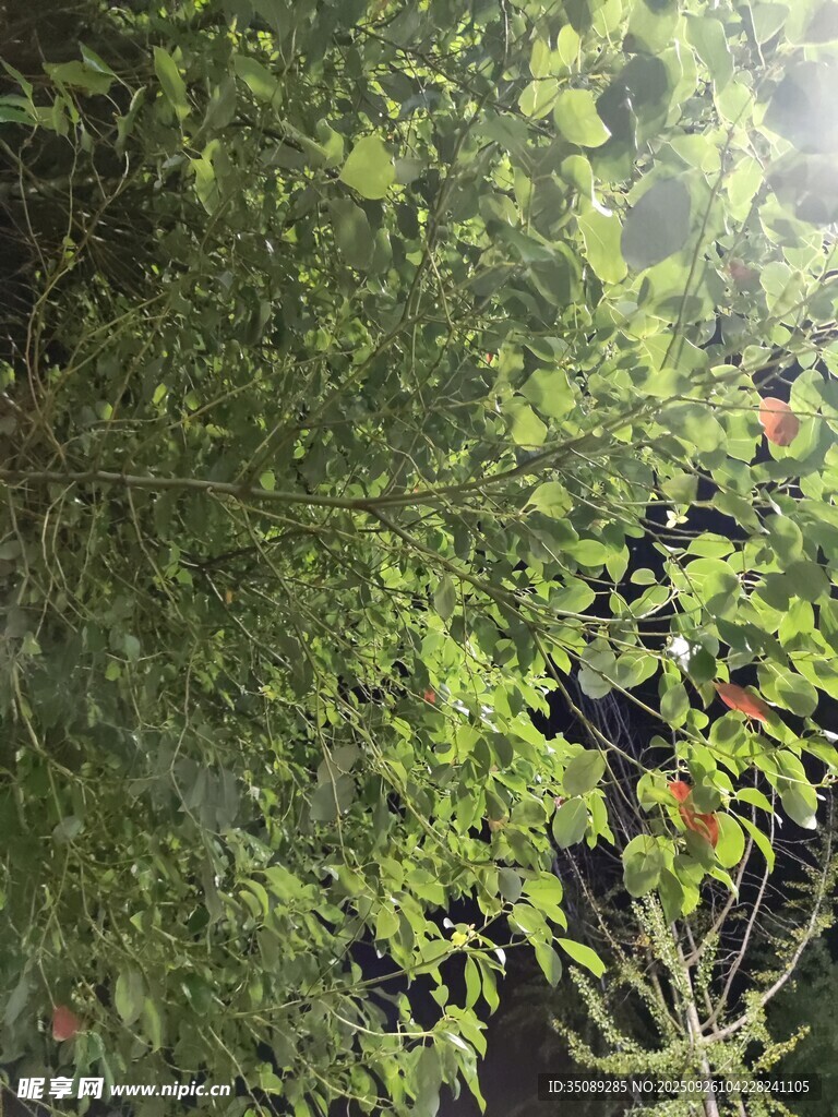 茂密绿植中的自然景象