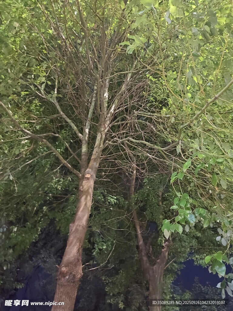 林间挺拔树木景象