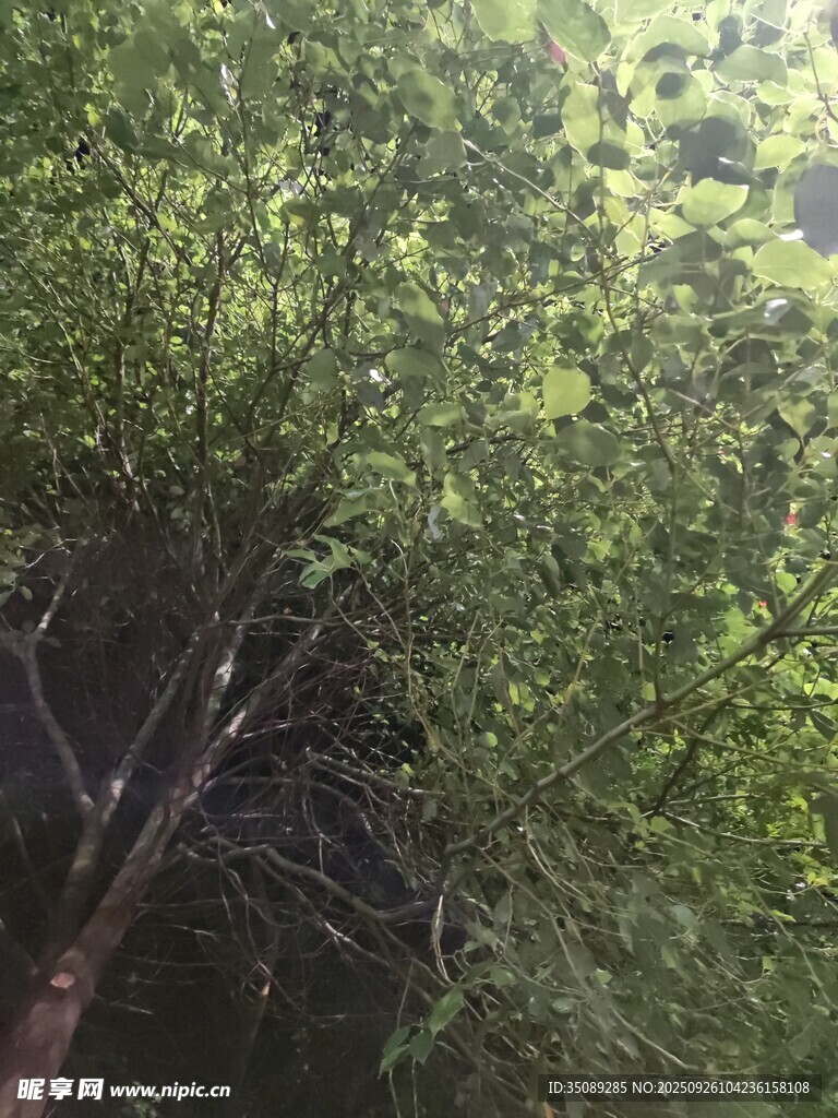 茂密树林中的繁茂枝叶