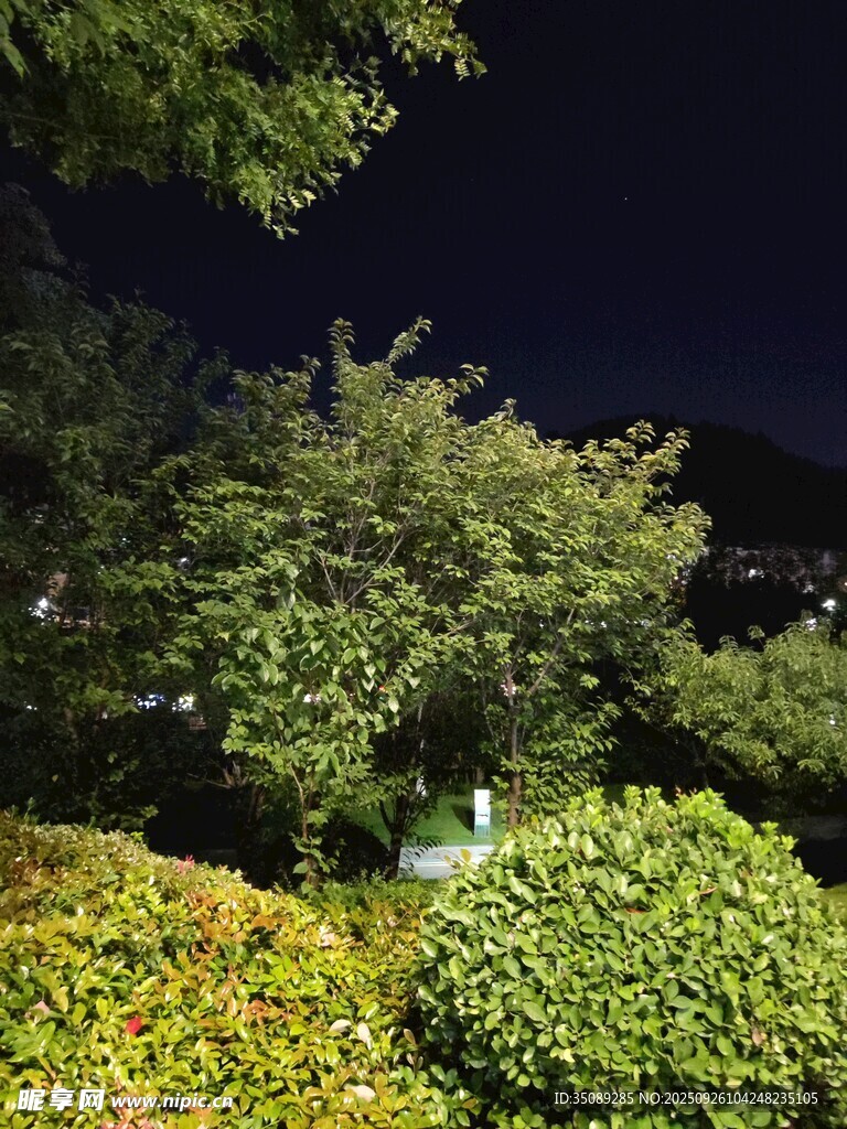 夜晚花园绿植景观