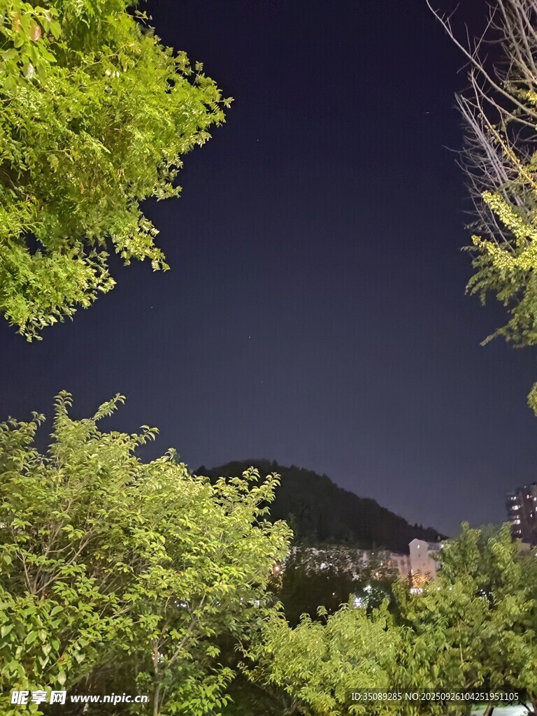 夜幕下的繁茂绿植景观