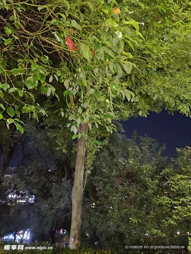 夜晚中的葱郁树木