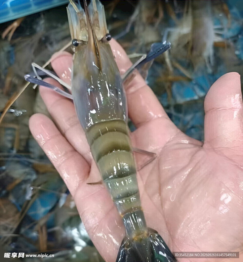 对虾