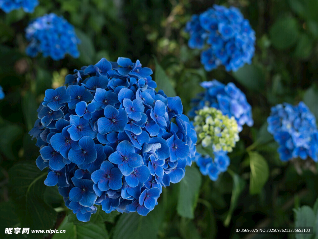绣球花