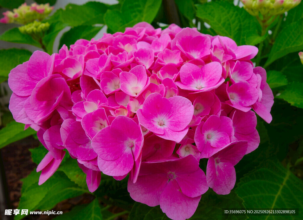 绣球花