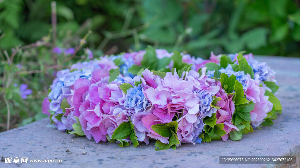 绣球花