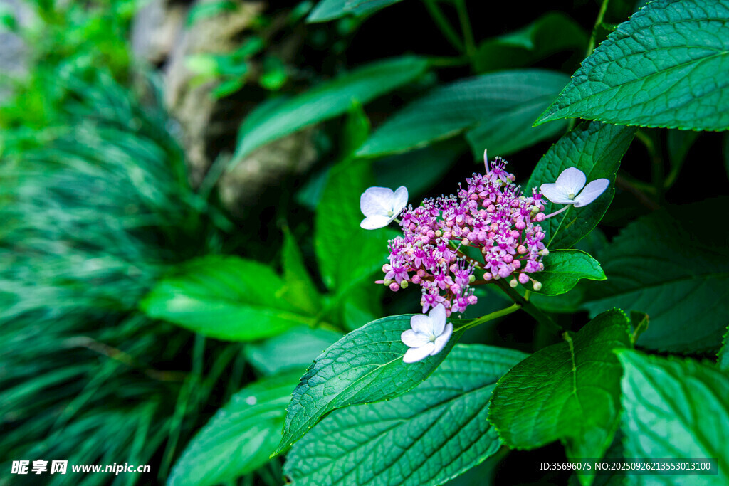 绣球花