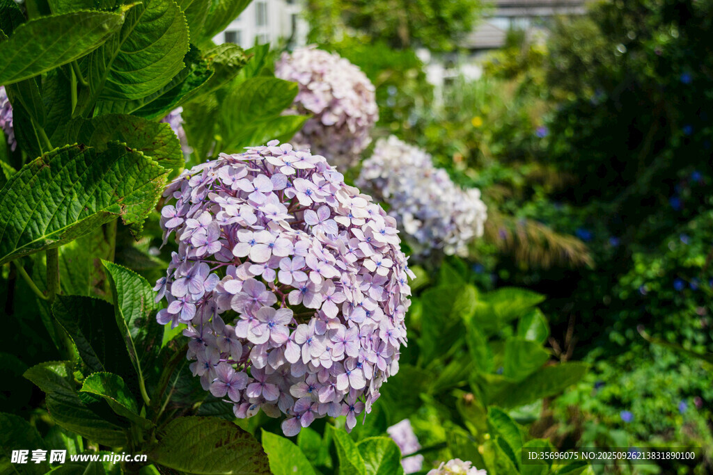 绣球花