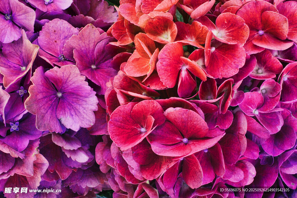绣球花