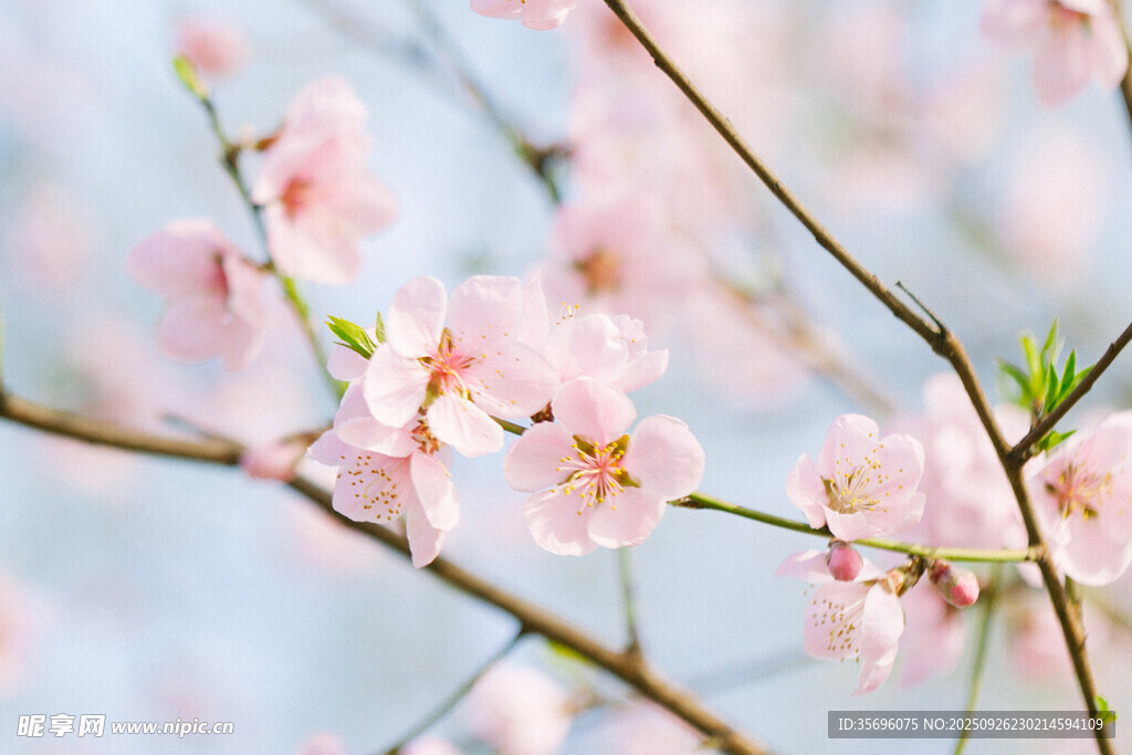 桃花
