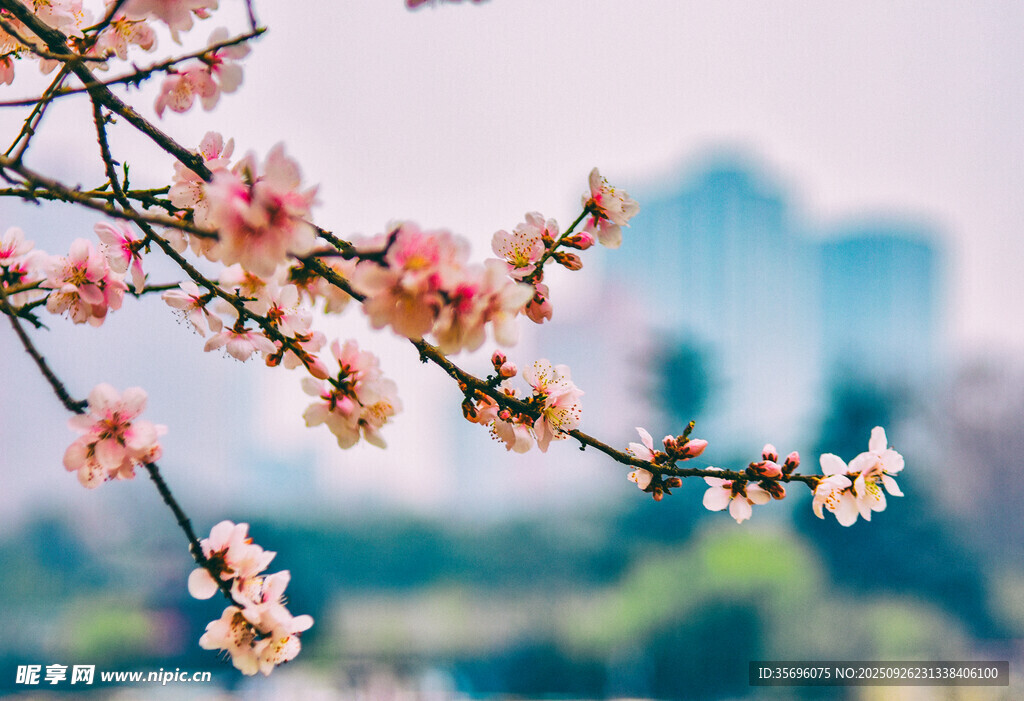 桃花