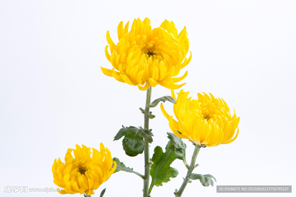 三朵明艳黄色菊花绽放