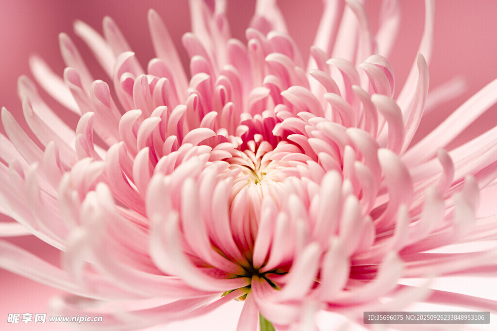 粉色菊花特写
