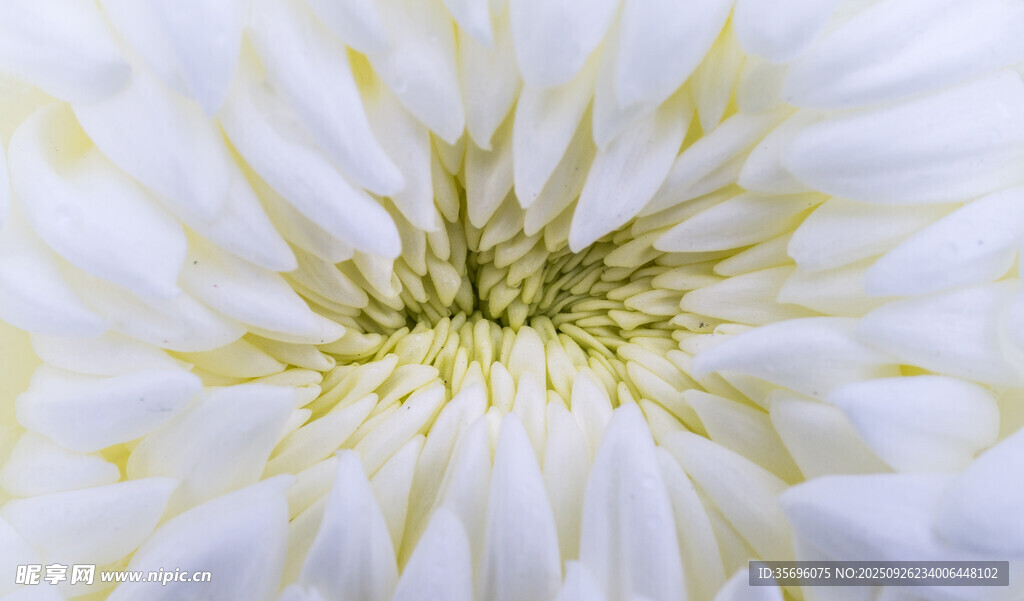 白色菊花特写